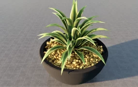 Spider Plant Houseplant