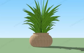 Potted Grass Plant