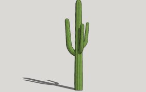 Mature Saguaro Cactus