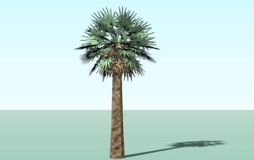Tropical Fan Palm