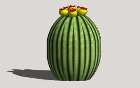 Desert Barrel Cactus