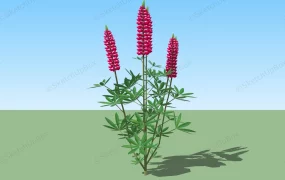 Red Lupine Plant