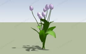 Purple Tulip Flower