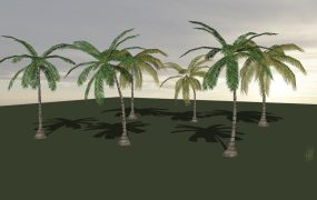 Coconut Trees
