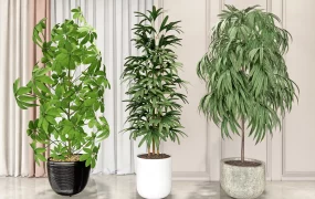 Large Indoor Potted Plants