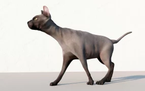 Sphynx Cat