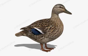 Grey Duck