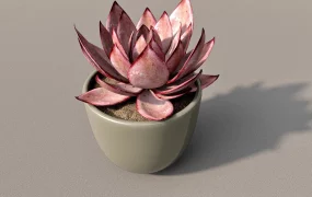 Red Succulent Plant
