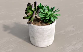 Large Leaf Succulent Plants