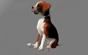 Tan And White Hokkaido Dog