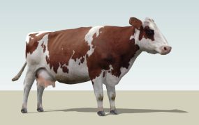 American Brown Swiss Cow