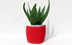 Potted Aloe Plant