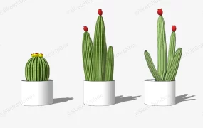Set Of Pot Cactus Plant