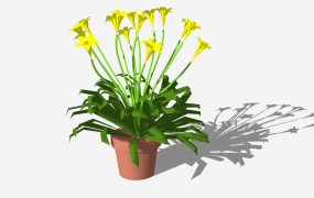 Potted Yellow Flowers