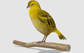 Yellow Oriole Bird