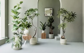 Beautiful Indoor House Plants