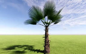 Fan Palm Tree
