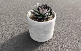 Succulent Plant In Concrete Pot