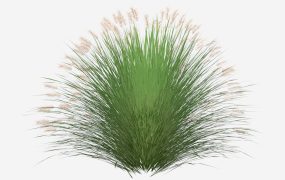 Miscanthus Ornamental Grass