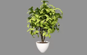 Potted Ornamental Tree
