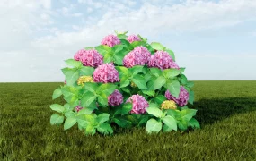 Hydrangea Macrophylla