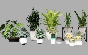 Collection Of Decorative Houseplants