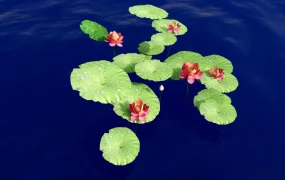 Water Lotus Plant
