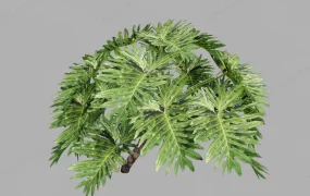 Split Leaf Philodendron Plant