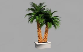 Sago Palm Plant