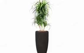Tall Planter Dragon Tree