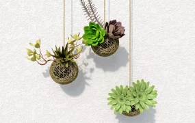 Hanging Succulent Plants