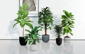 Large Indoor Houseplants