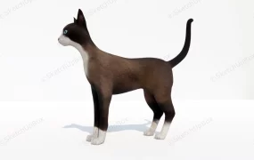 Short Haired Siamese Cat