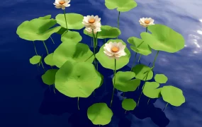White Water Lily Flower Plant