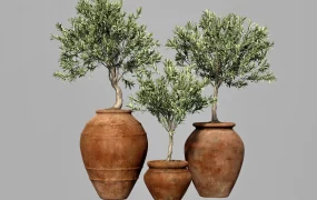 Trio Of Potted Olive Trees