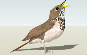 Brown House Sparrow Bird