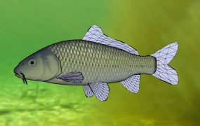 Common Carp Fish