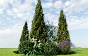 Tree Borders Landscape