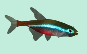 Neon Tetra Fish