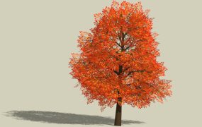 Red Leaf Tree in Fall