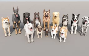 14 Dog Collections