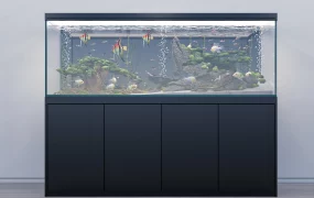 Home Aquarium Ideas