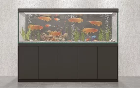 Arowana Fish Aquarium