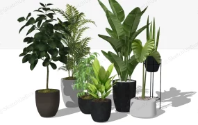 Large Houseplants