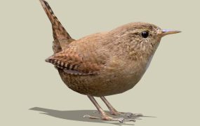 Winter Wren Bird