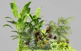 Tropical Ornamental Plants