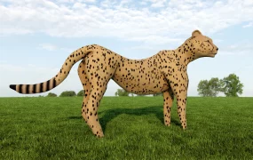 Cheetah Animal