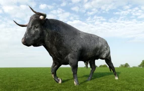 Black Bull