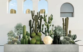 Cactus Garden Design Idea
