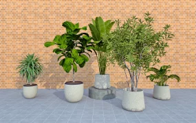 Large House Plants